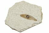 Fossil Winged Seed (Ailanthus) - Wyoming #245178-1